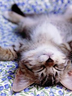 Other Wallpapers 0545